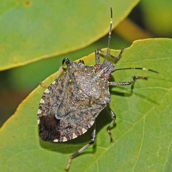 Com actuar frente al insecto Bernat marbrejat