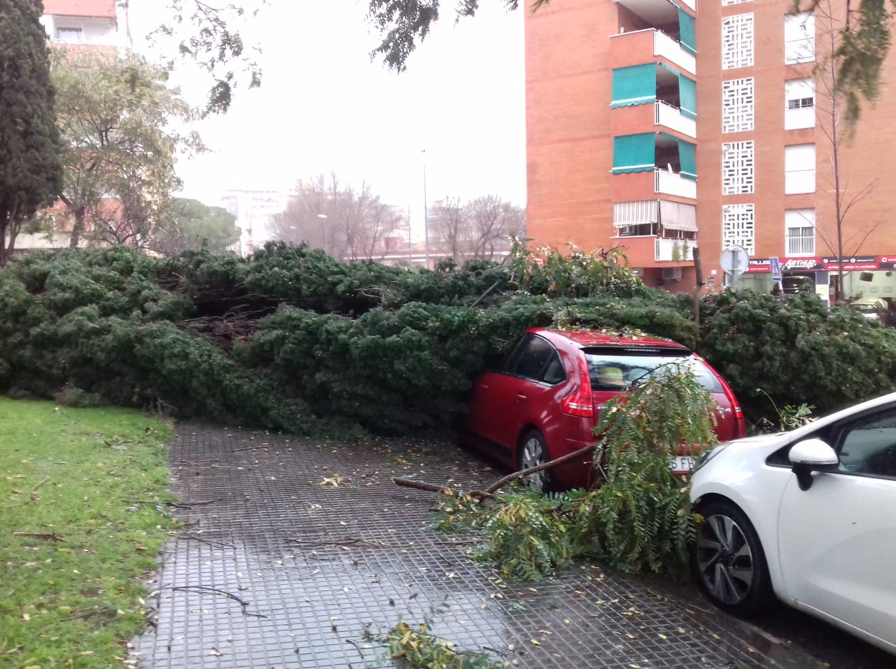 Árboles caídos por el temporal