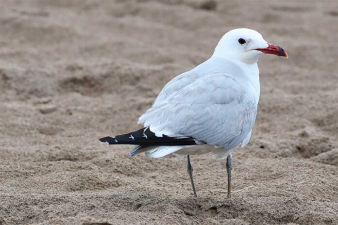 Descobrim les aus del litoral, nova activitat a la Jugatecambiental de la platja