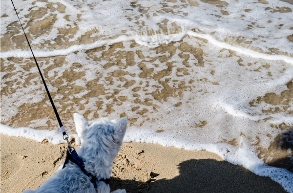 Playa para perros