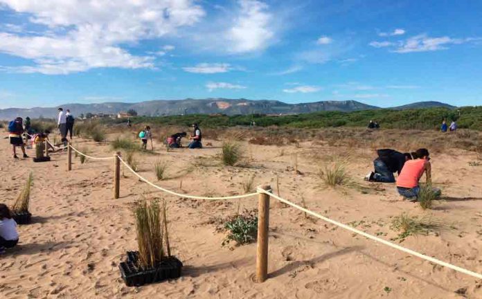 Jornada de plantación a les dunes a Gavà