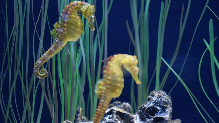 Descobreix els cavallets de mar!