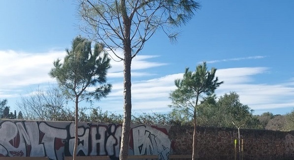 L’Ajuntament de Gavà ha plantat 150 arbres durant el 2021