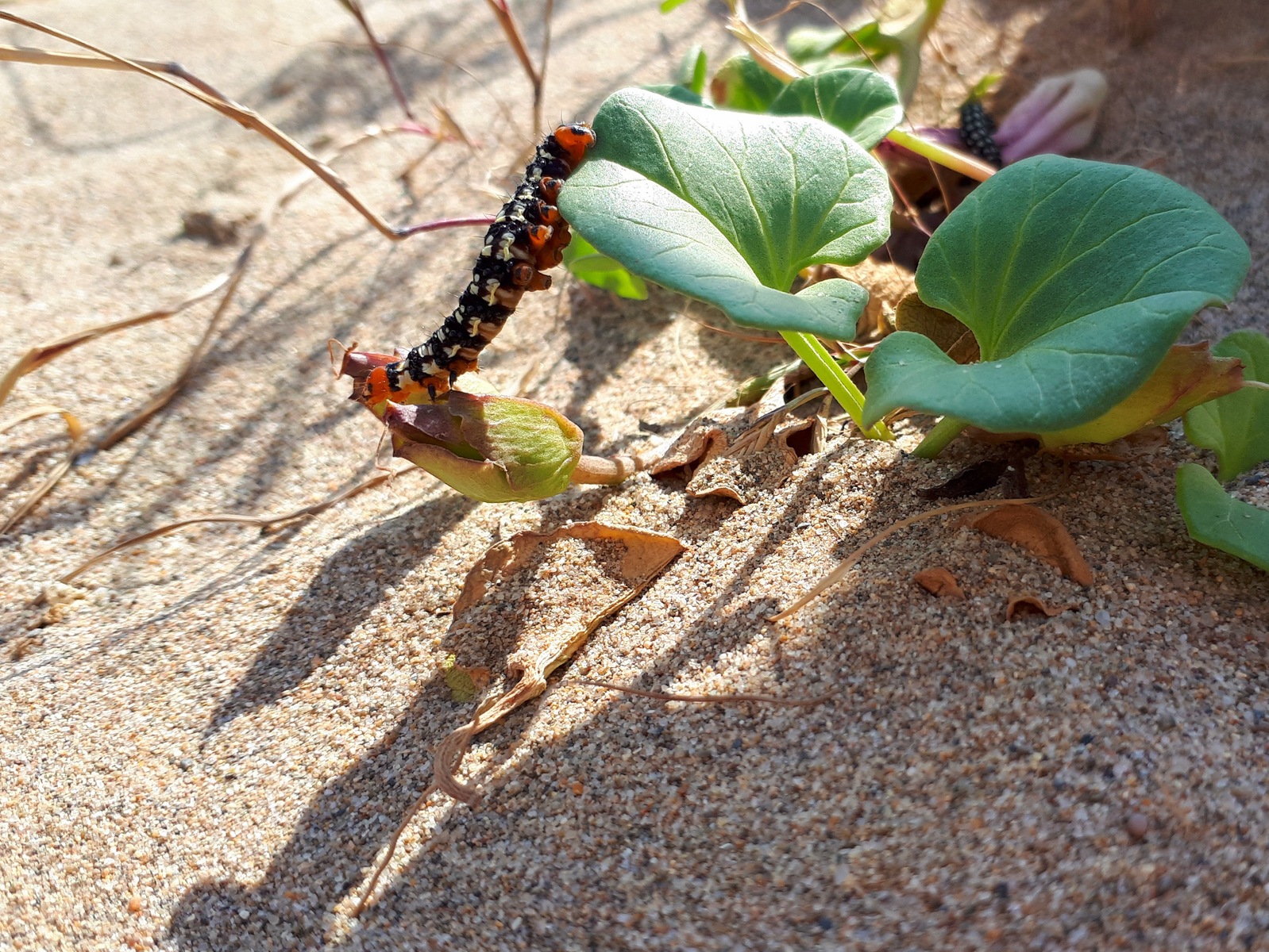 Dibuixa els espais dunars de la platja de Gavà