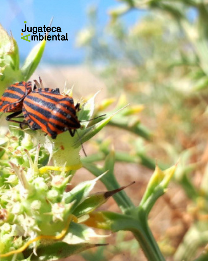 Els rastres de la fauna de les dunes, nova activitat de la Jugatecambiental
