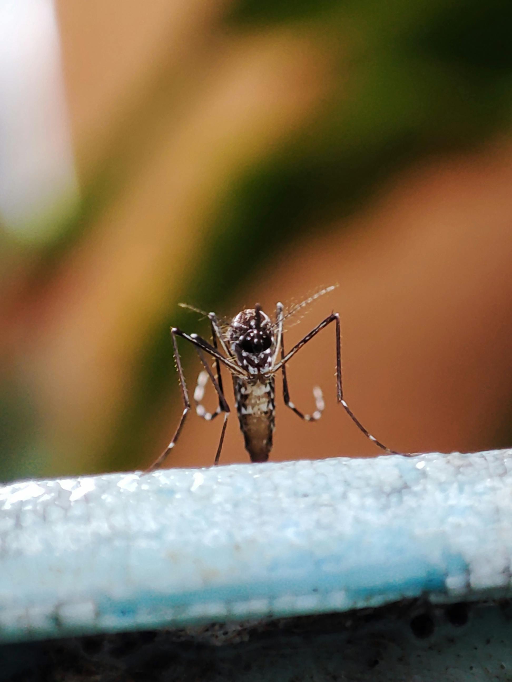 STOP plagues! Ajuda'ns a mantenir-les a ratlla!